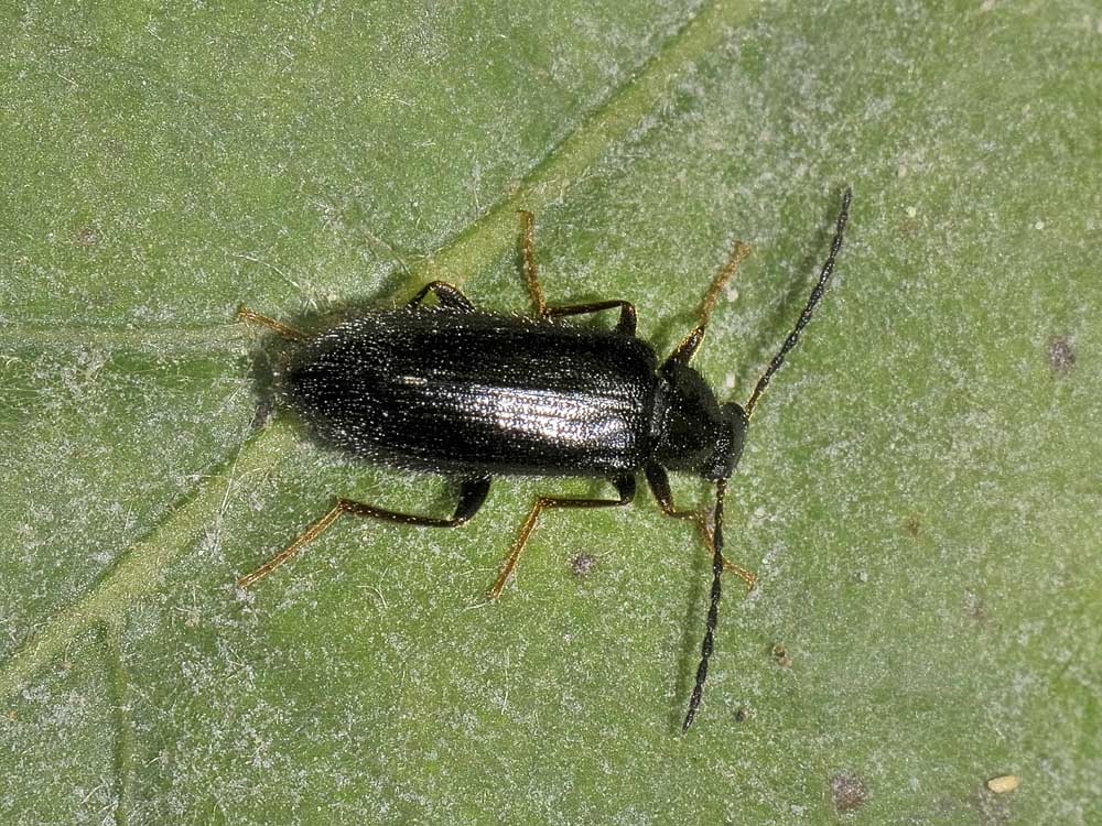 Coleottero da identificare - Mycetochara sp. (Tenebrionidae)